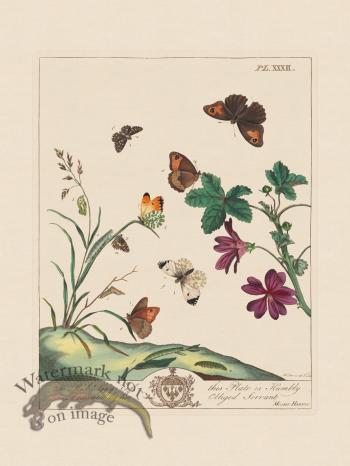 Moses Harris Insects 32